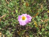 Cistus creticus