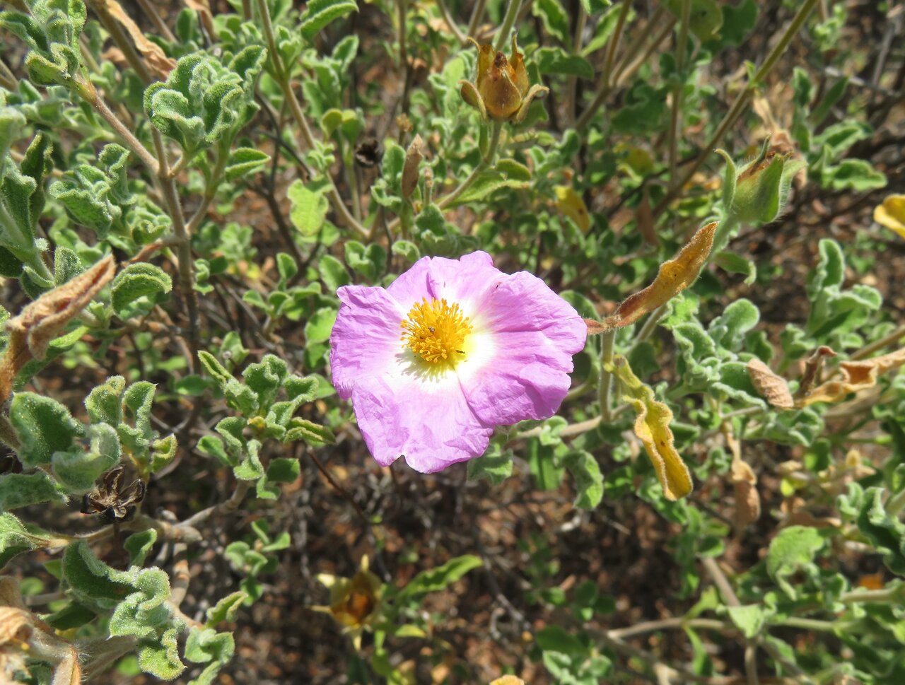 Image of Cistus creticus specimen.