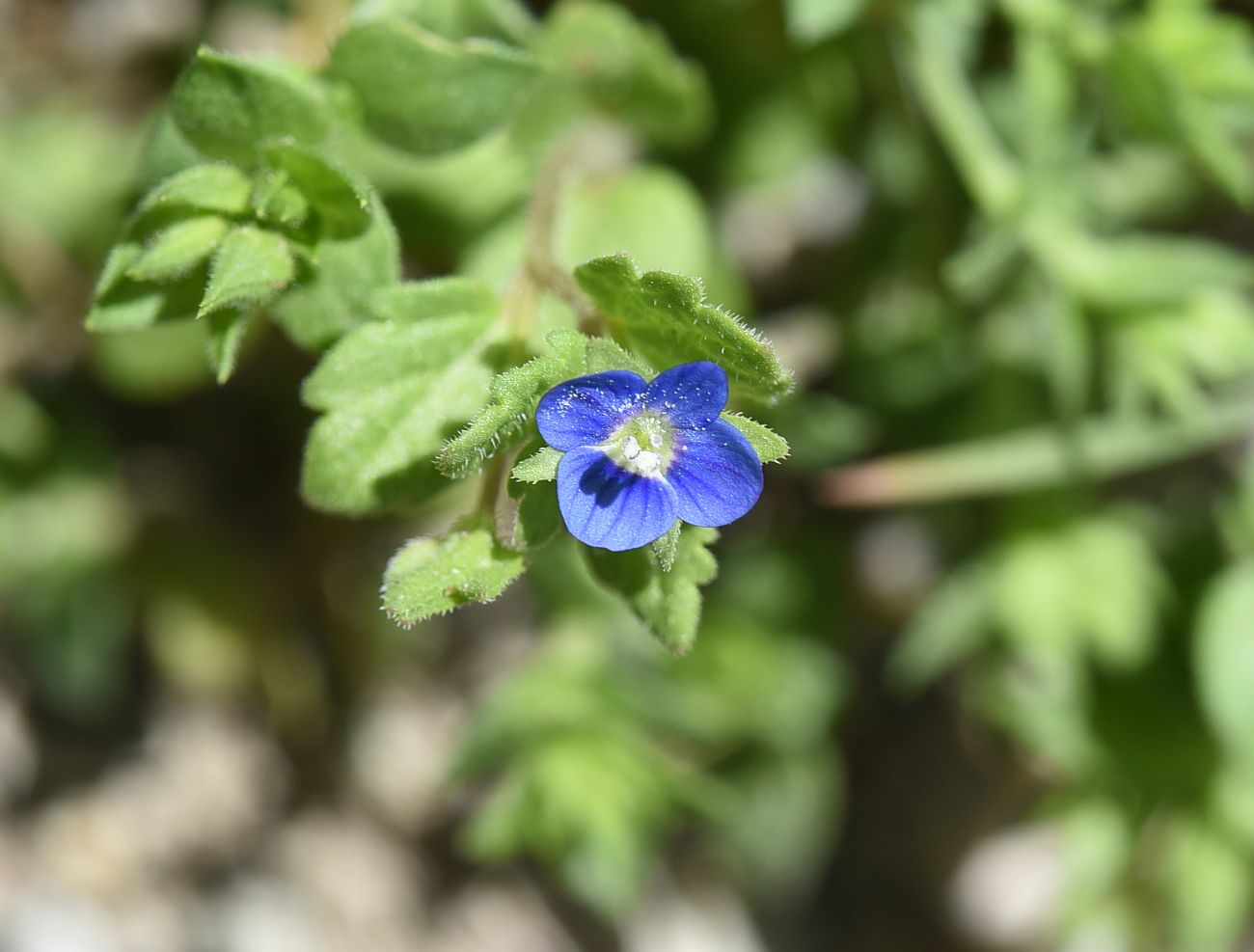 Image of genus Veronica specimen.