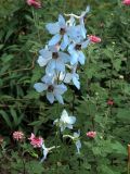Delphinium &times; phoeniceum