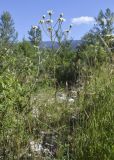 Pyrethrum corymbosum