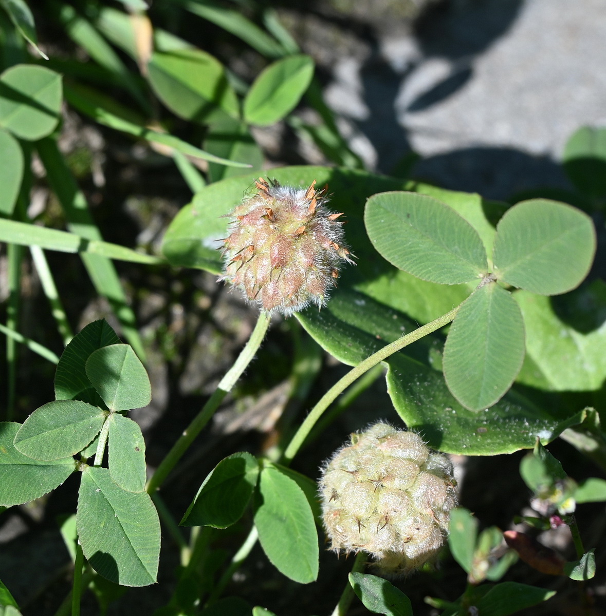 Image of Trifolium fragiferum specimen.