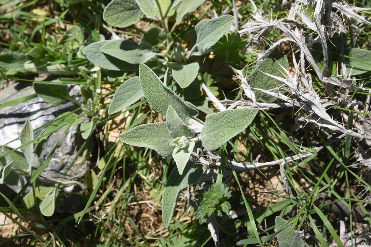Image of Unknown species specimen.