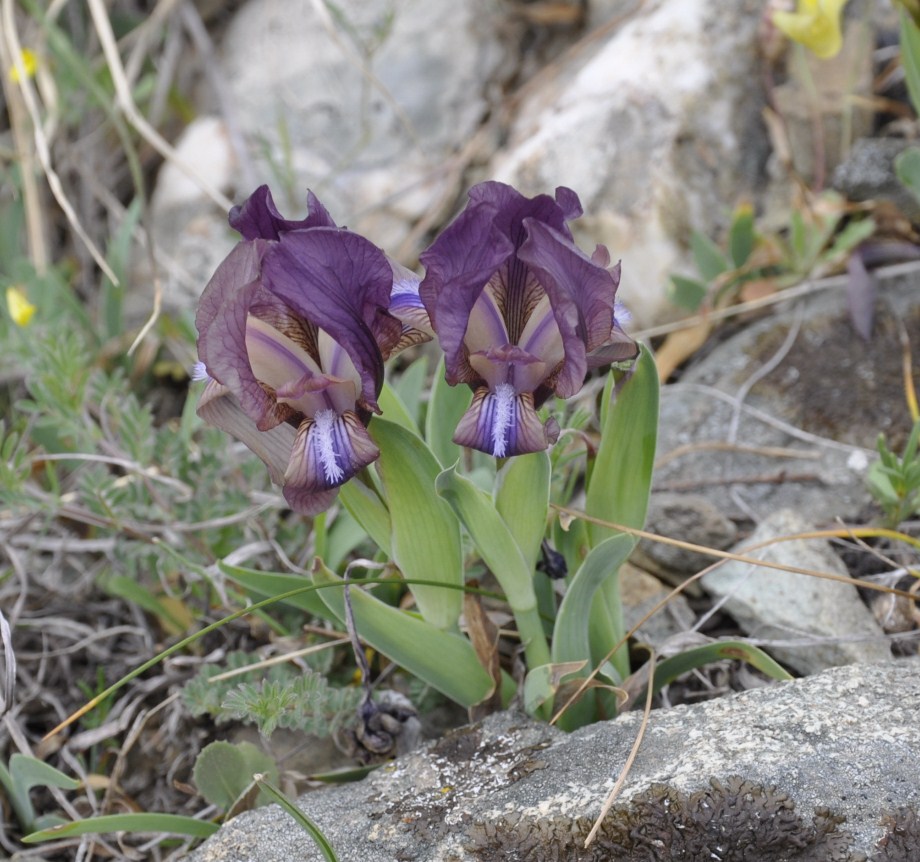 Изображение особи Iris suaveolens.