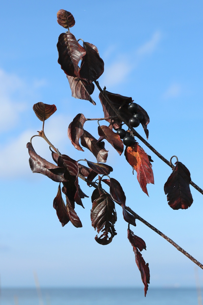 Image of Frangula alnus specimen.