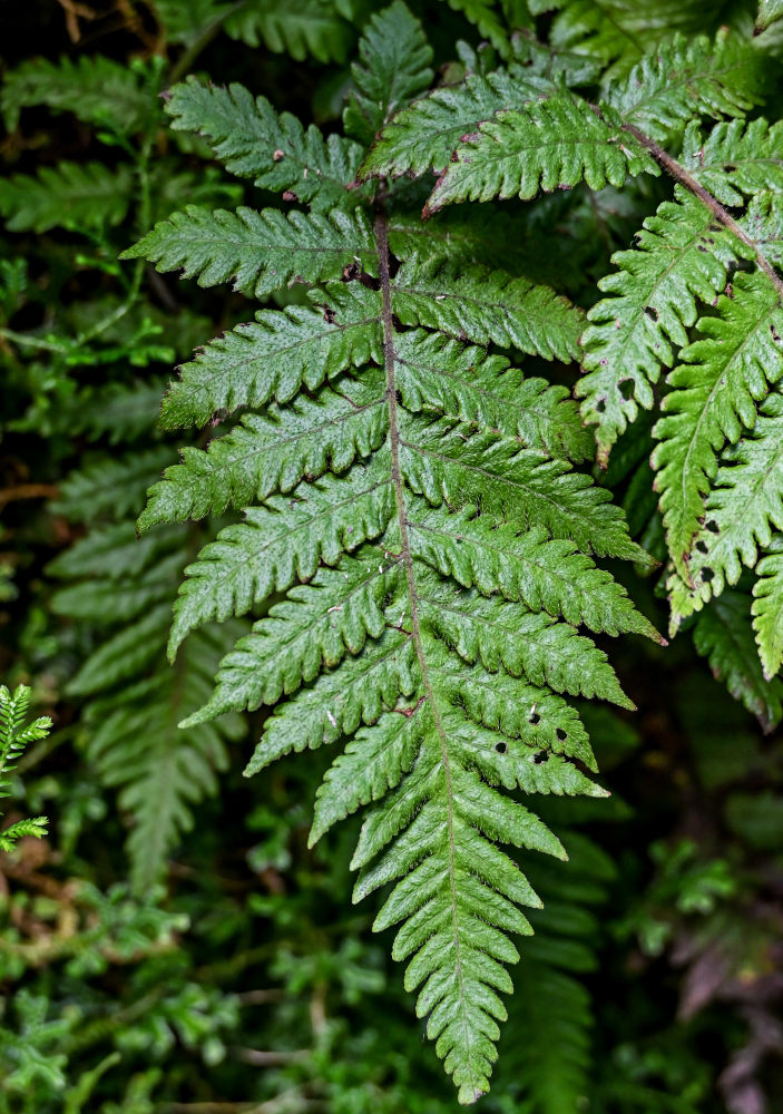 Image of Leptogramma pozoi specimen.