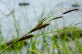 Carex riparia