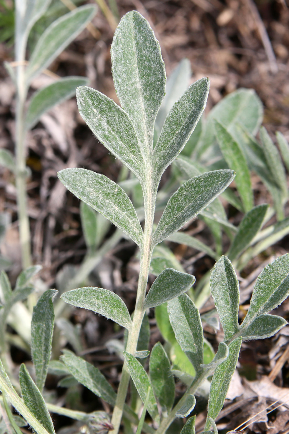 Image of Psephellus sumensis specimen.