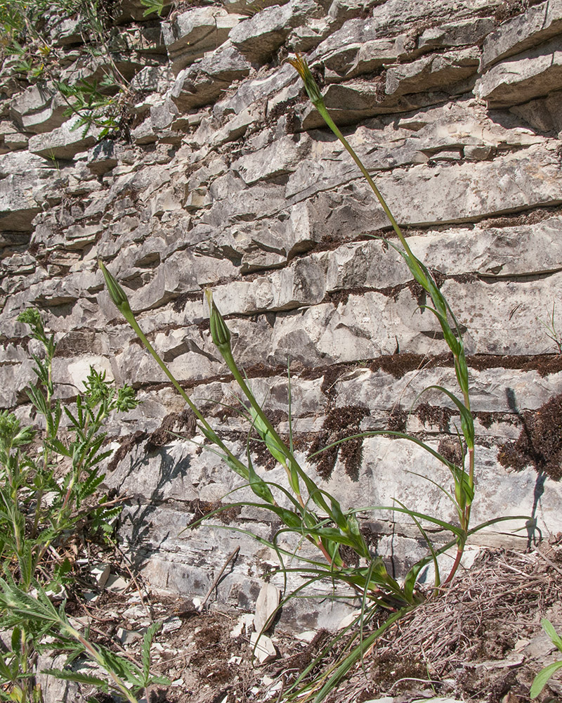 Изображение особи Tragopogon dubius.