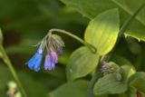 Mertensia pubescens. Соцветие. Камчатский край, Мильковский р-н, пр. борт дол. р. Ср. Авача, ≈ 1000 м н.у.м., верхняя граница леса, поросший ольховником склон сопки. 03.07.2025.