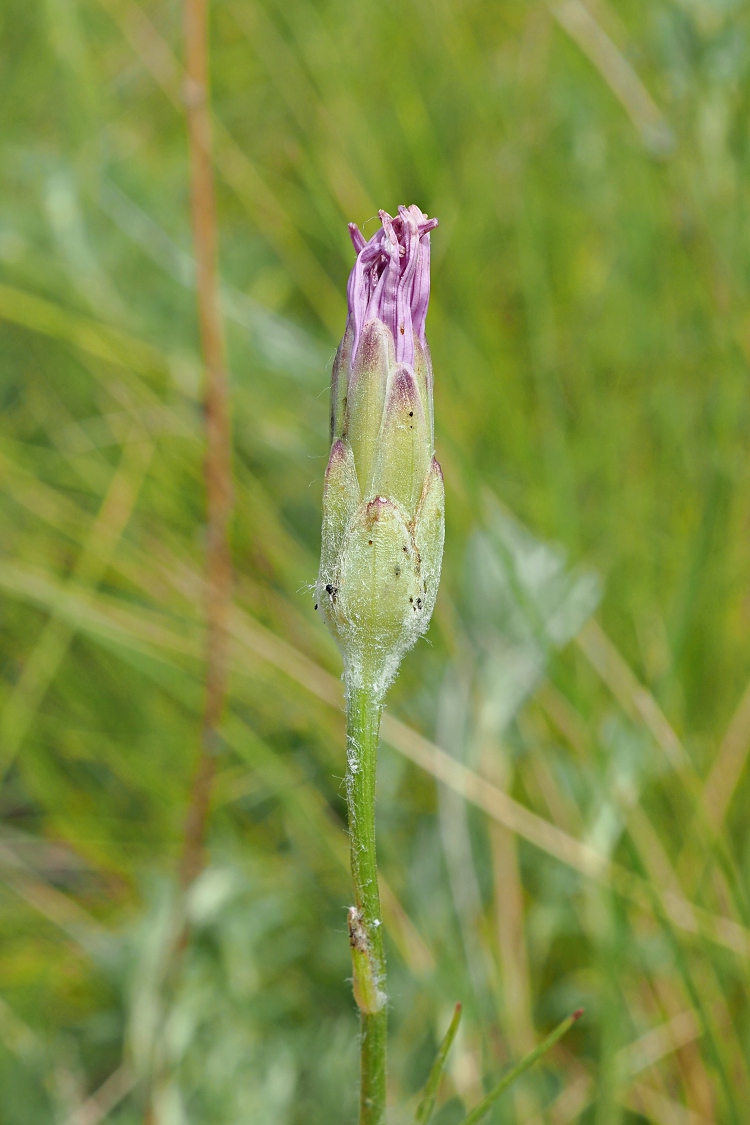 Image of Scorzonera purpurea specimen.