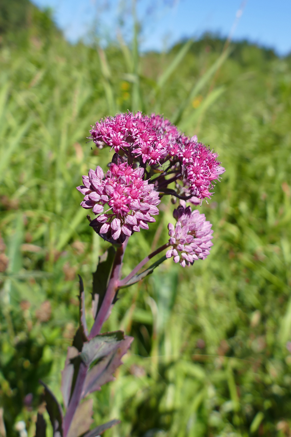 Изображение особи Hylotelephium triphyllum.