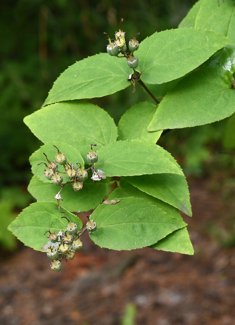 Image of genus Deutzia specimen.