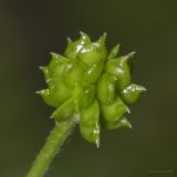Ranunculus polyanthemos