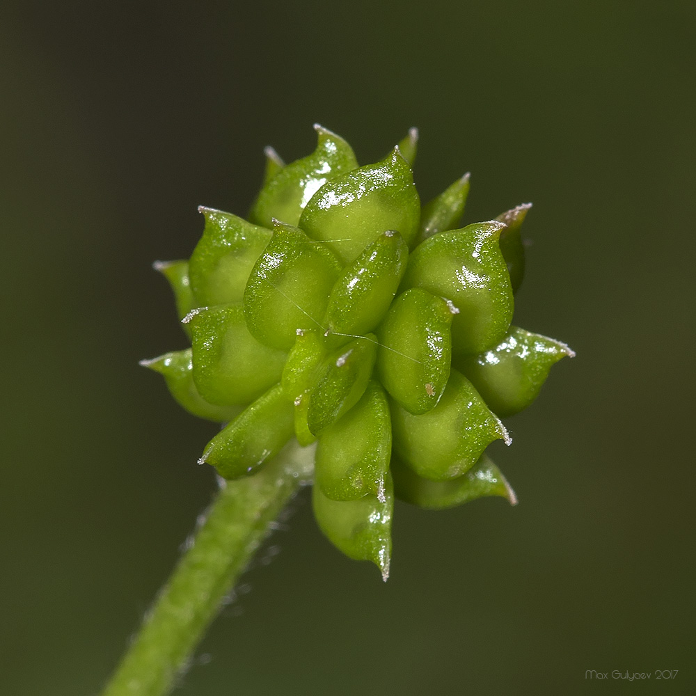 Изображение особи Ranunculus polyanthemos.