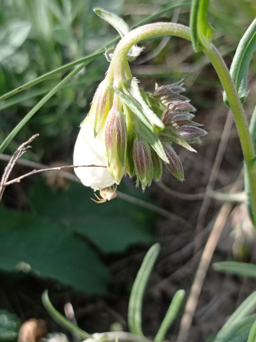 Image of Onosma simplicissima specimen.