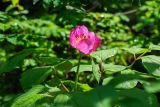 Paeonia obovata. Верхушка цветущего растения. Приморский край, Партизанский р-н, гора Скалистая (Читинза), елово-пихтовый лес. 12.06.2025.