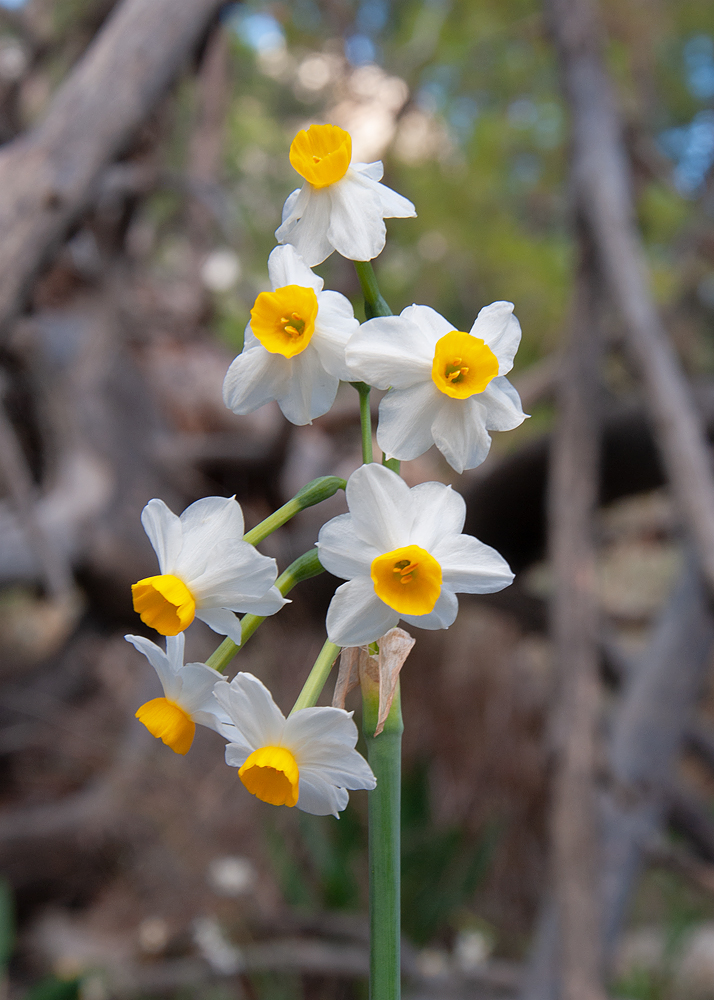 Image of Narcissus tazetta specimen.
