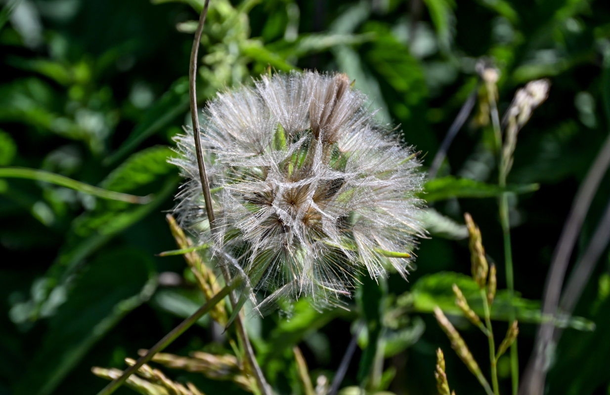Изображение особи род Tragopogon.