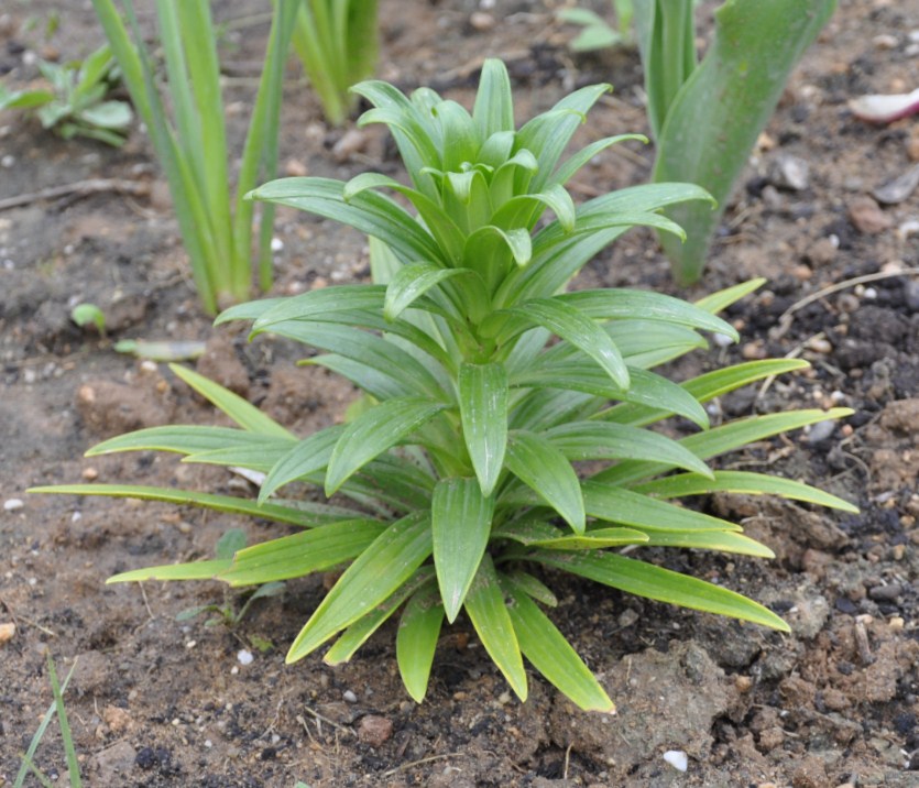 Image of Lilium longiflorum specimen.