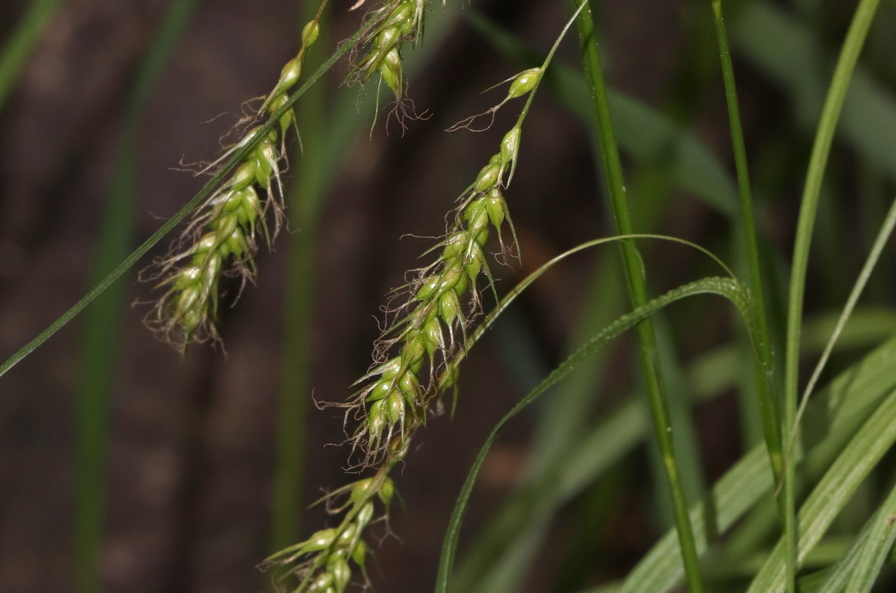Изображение особи Carex sylvatica.