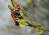 Salix caprea. Мужское соцветие с питающейся бабочкой Крапивнецей (Aglais urticaes). Московская обл., Раменский р-н, окр. ж.-д. платформы Хрипань, залежь. 26.04.2015.