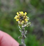 семейство Brassicaceae