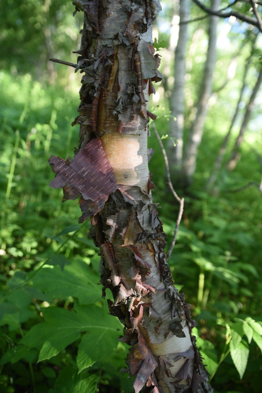 Image of Betula raddeana specimen.