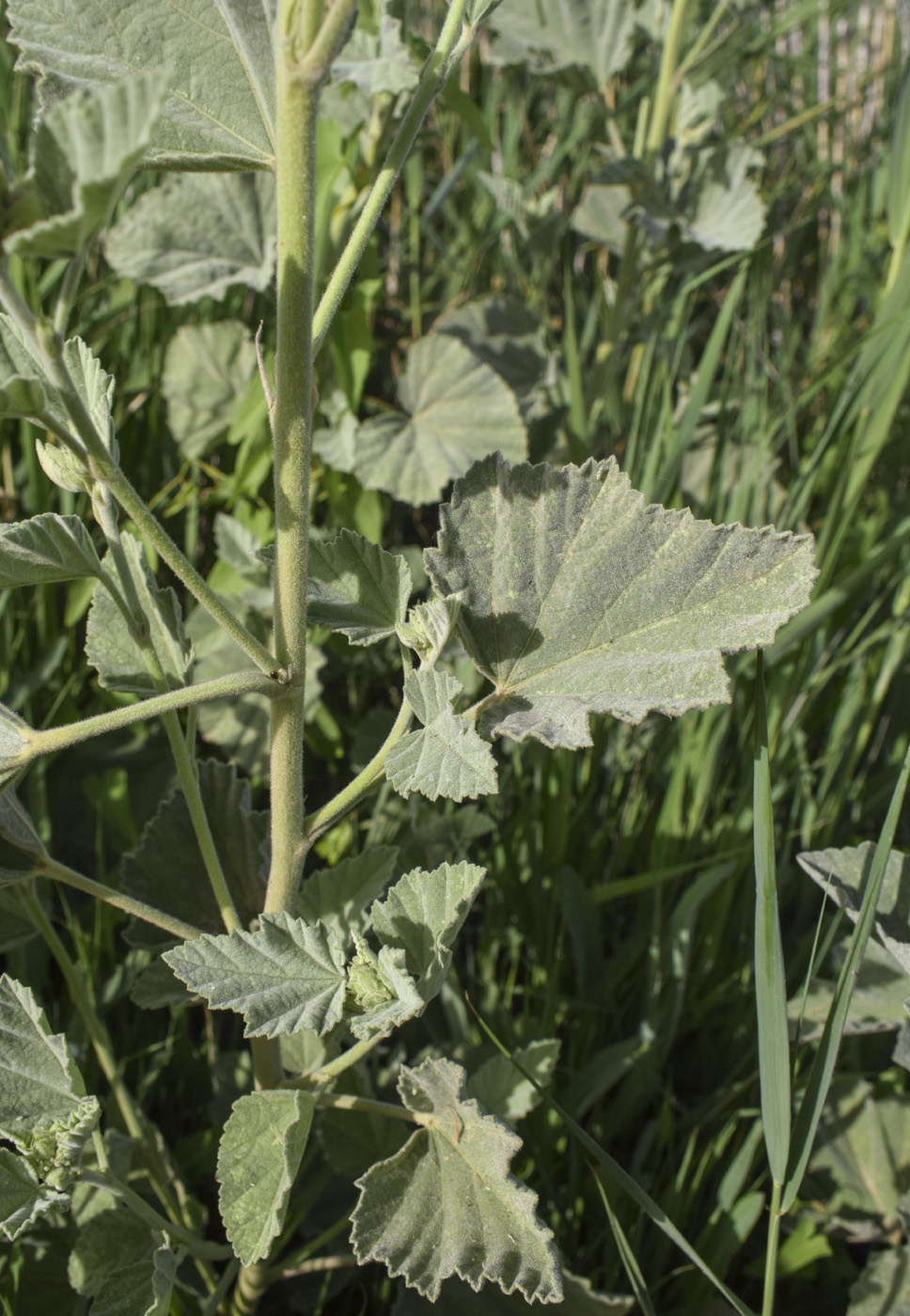 Изображение особи Althaea officinalis.