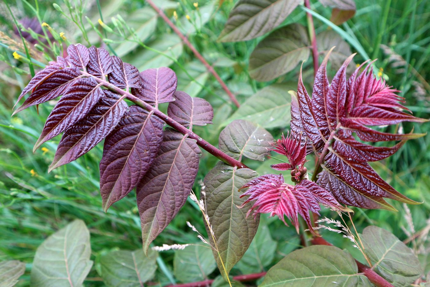 Image of Ailanthus altissima specimen.