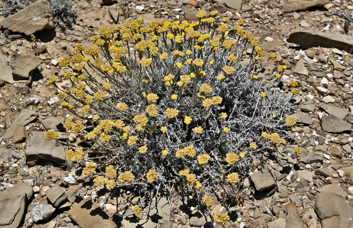 Image of Helichrysum stoechas specimen.