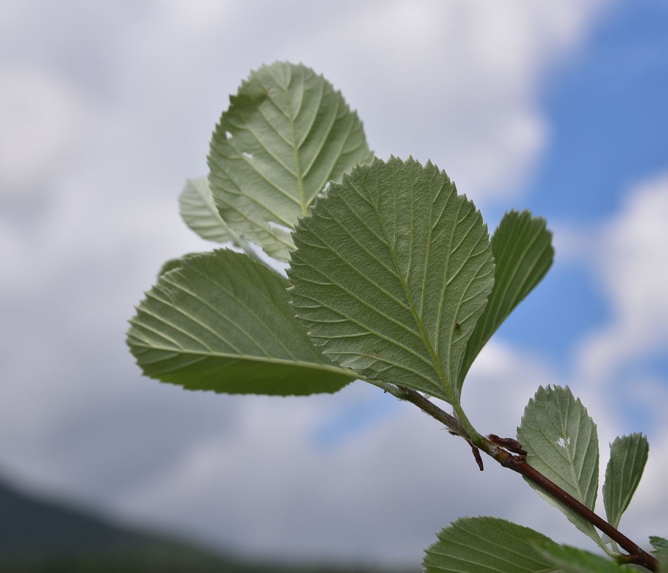 Изображение особи семейство Rosaceae.