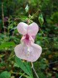 Impatiens glandulifera