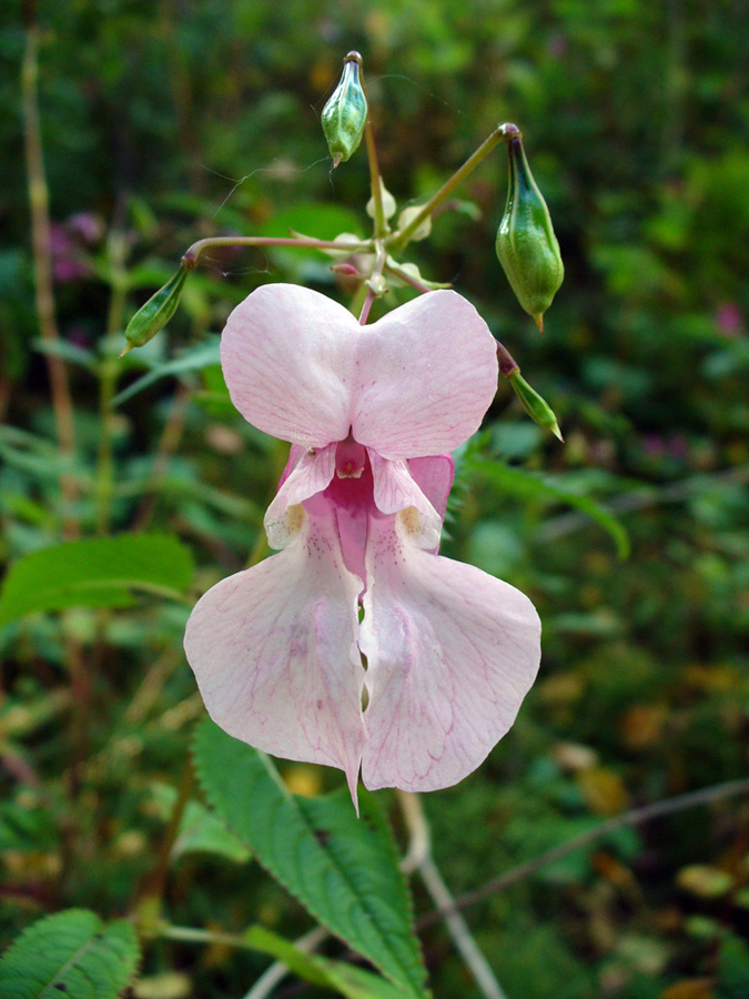 Изображение особи Impatiens glandulifera.