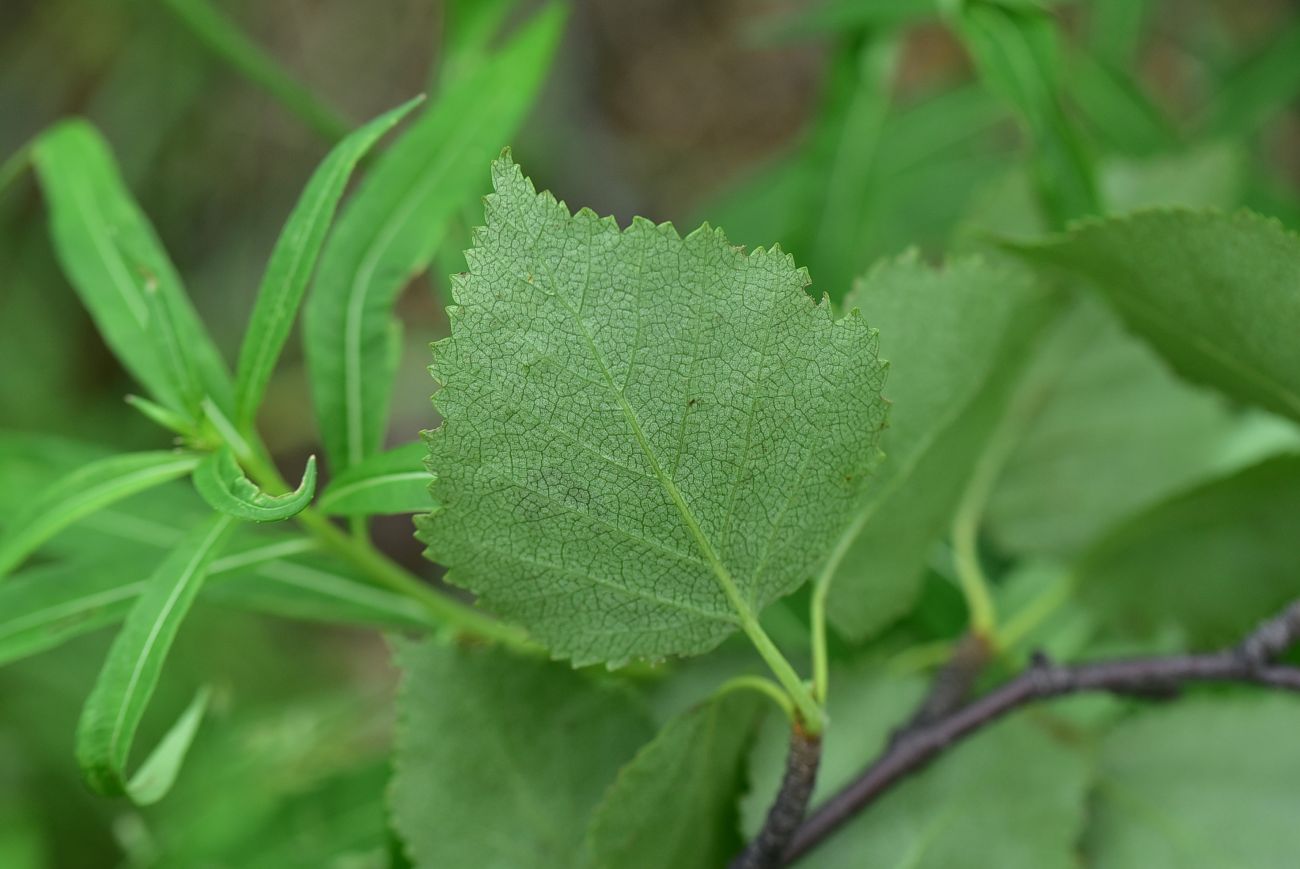 Изображение особи род Betula.