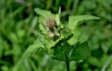 Cirsium oleraceum. Верхушка побега с соцветиями. Московская обл., Сергиево-Посадский гор. округ, верховья р. Воря, опушка смешанного леса. 22.08.2026.