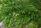 Abies balsamea. Веточки с молодыми побегами. Архангельская обл., о. Большой Соловецкий, Соловецкий ботанический сад. 09.06.2026.
