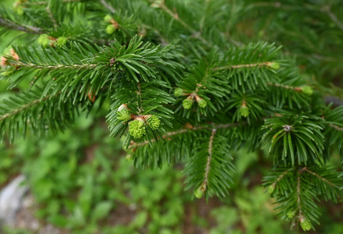 Изображение особи Abies balsamea.