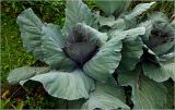 Brassica oleracea variety capitata. Верхушка вегетатирующего растения. Московская обл., Раменский р-н, окр. дер. Хрипань, садовый участок. 09.07.2026.