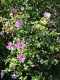 Hibiscus syriacus. Часть цветущего растения. Волгоград, Волгоградский региональный ботанический сад. 19.09.2026.