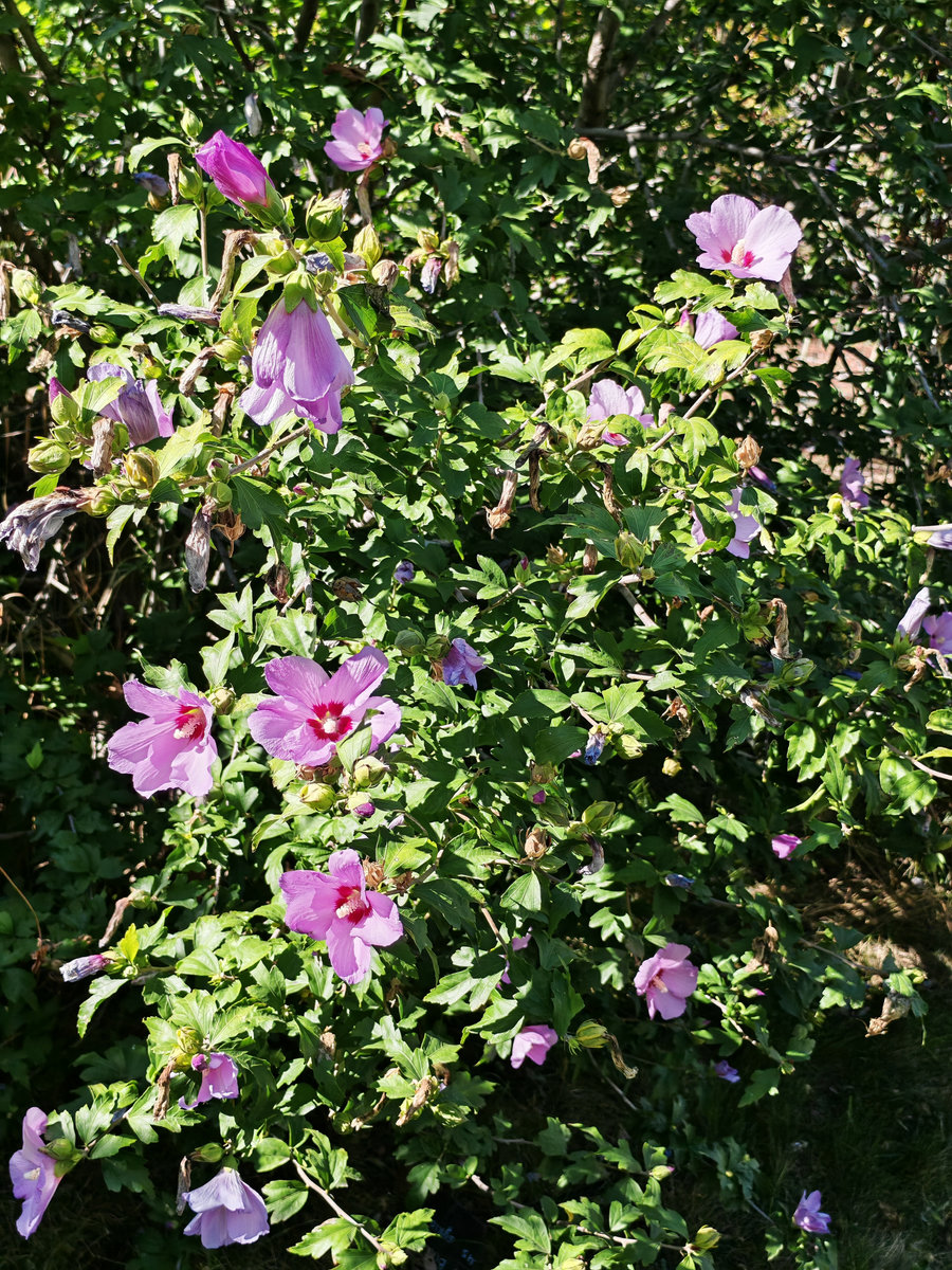 Image of Hibiscus syriacus specimen.