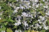 Gadellia lactiflora. Верхушки цветущих растений с кормящейся мухой. Санкт-Петербург, Ботанический сад Петра Великого, цветник. 27.08.2026.
