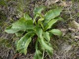 Solidago virgaurea