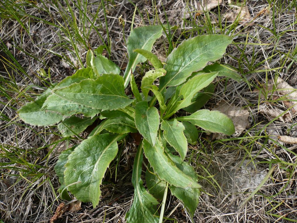 Изображение особи Solidago virgaurea.