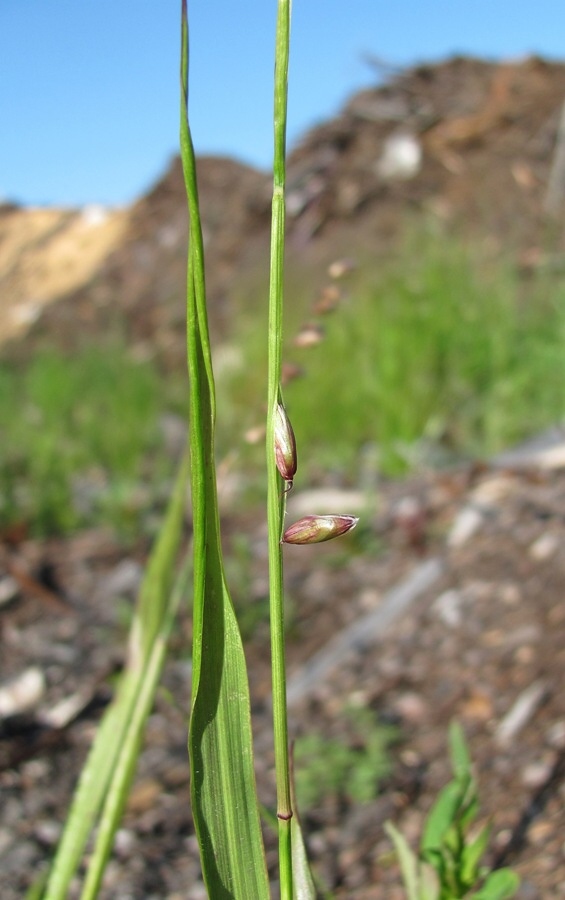 Image of Melica nutans specimen.