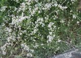 Asperula