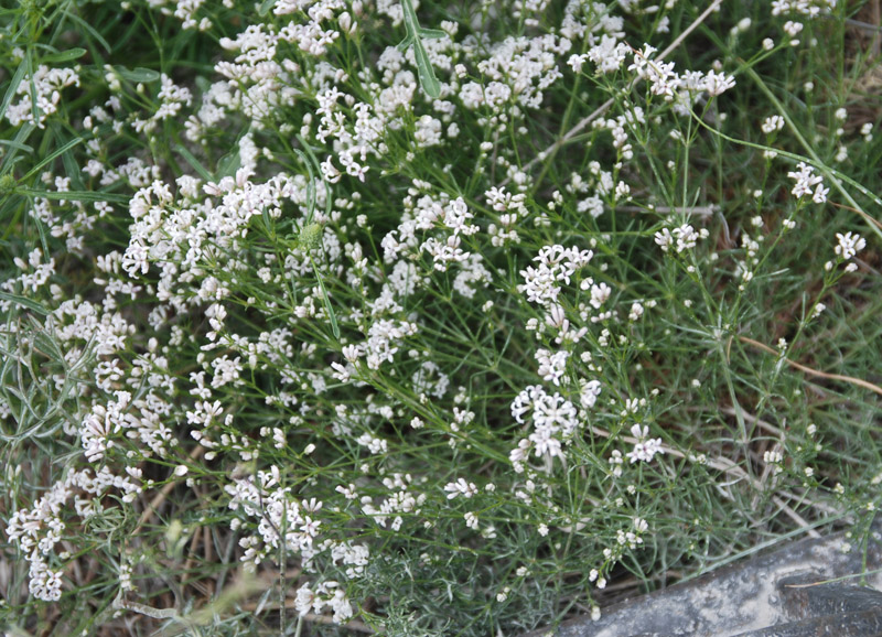 Изображение особи род Asperula.