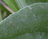 Plantago urvillei