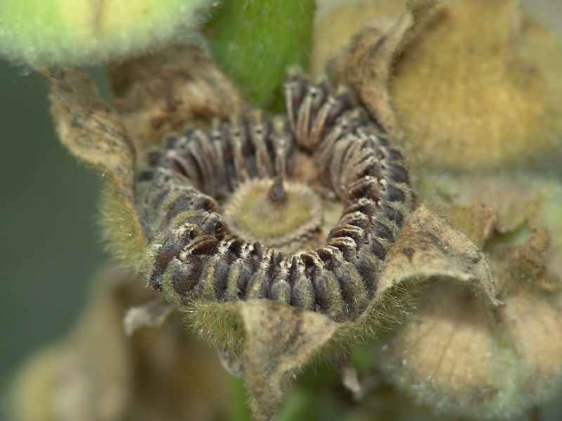 Image of Alcea rosea specimen.