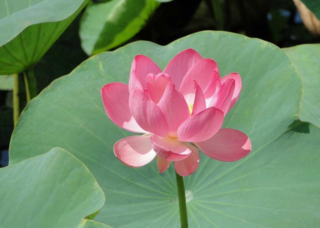 Image of Nelumbo caspica specimen.